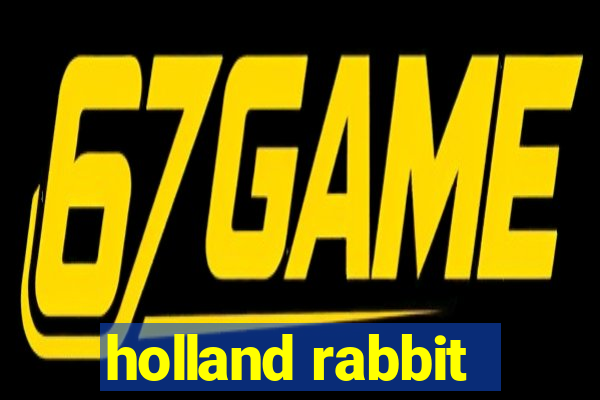 holland rabbit