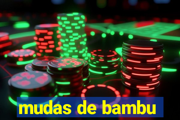 mudas de bambu