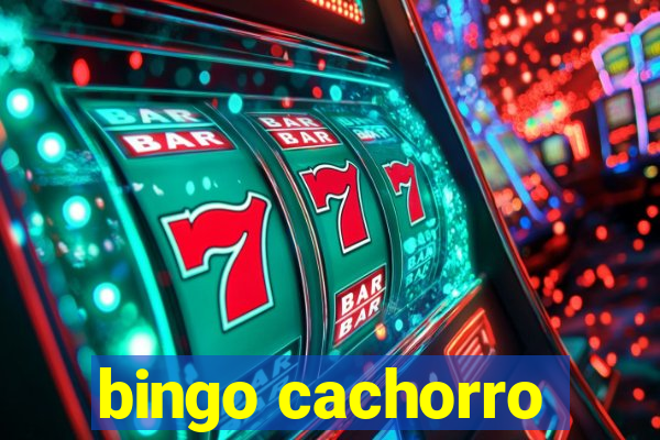 bingo cachorro