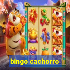 bingo cachorro