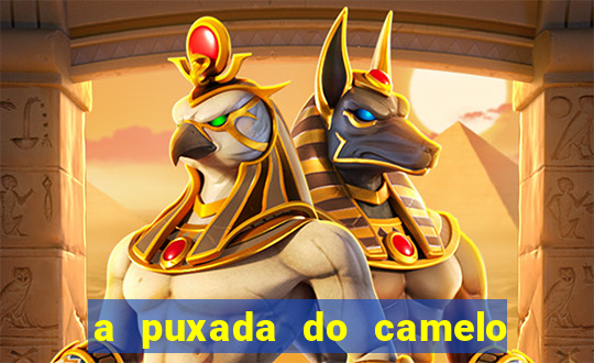 a puxada do camelo no jogo do bicho