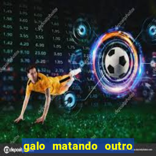 galo matando outro na espora