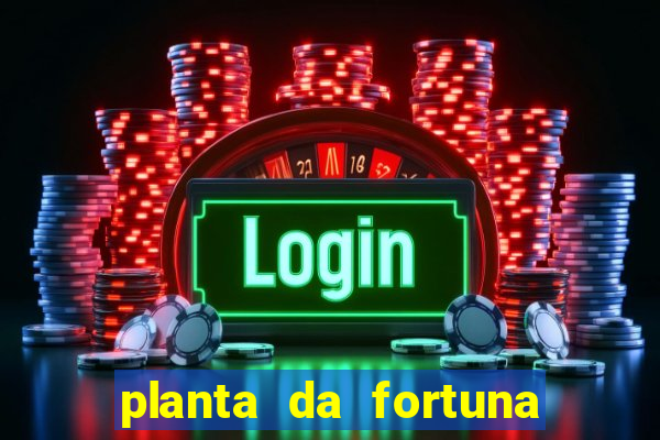 planta da fortuna e felicidade