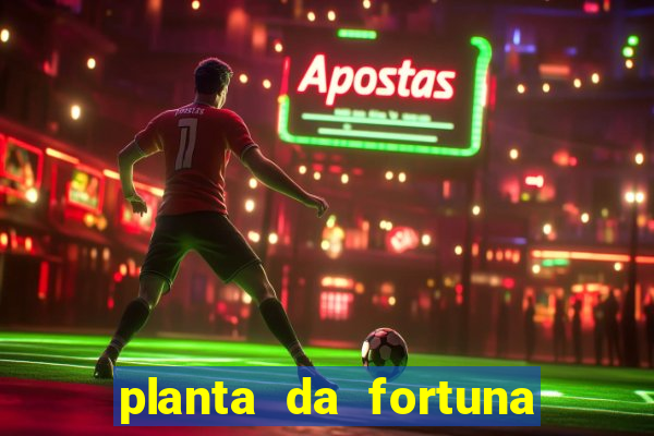 planta da fortuna e felicidade