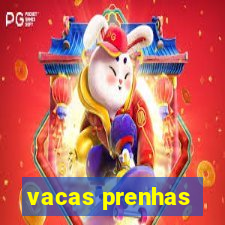 vacas prenhas