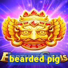 bearded pig