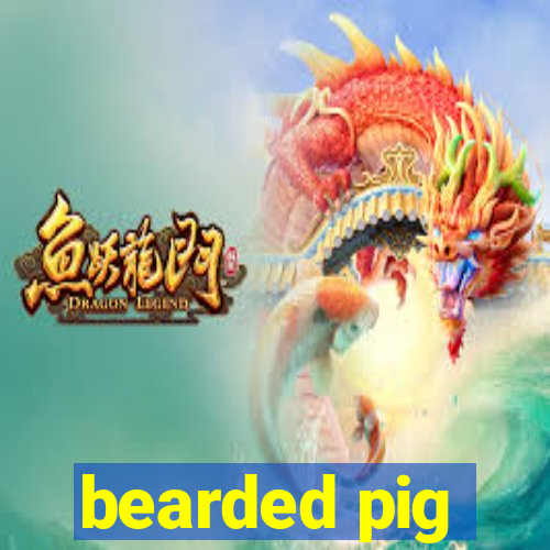 bearded pig